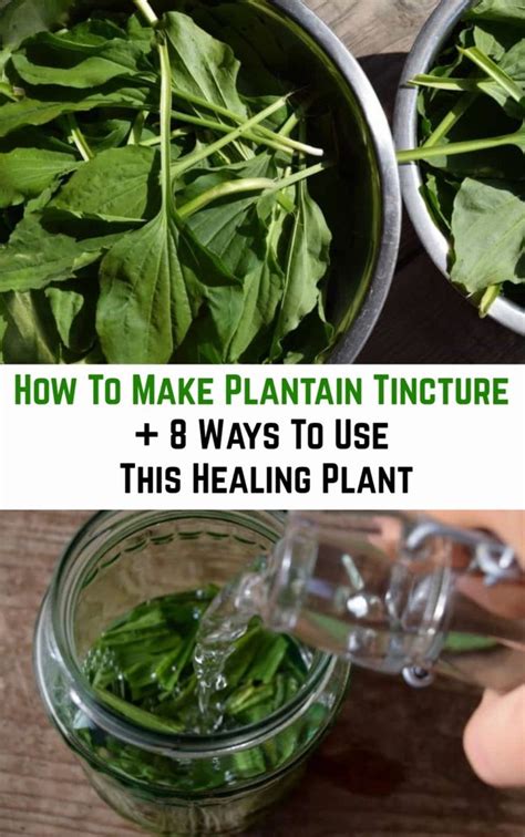 You want iodine tincture with 2% iodine and about 47% alcohol. How To Make A Plantain Tincture + 8 Ways To Use This ...