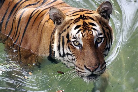Dia Mundial Dos Tigres Confira Documentários Sobre A Espécie Ciclovivo
