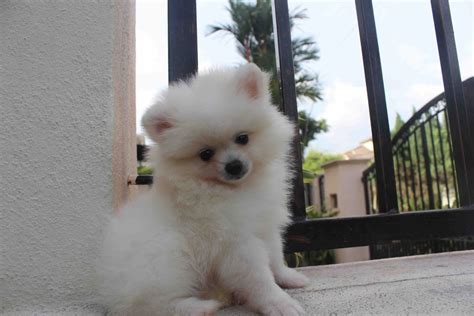Lovelypuppy 20131023 Mini White Pomeranian Puppy