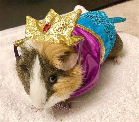 Get Your Guinea Pig Costumed For Trick Or Treat — If You Can