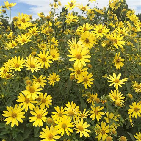 27 Fall Flowers For A Gorgeous Autumn Garden Southern Living