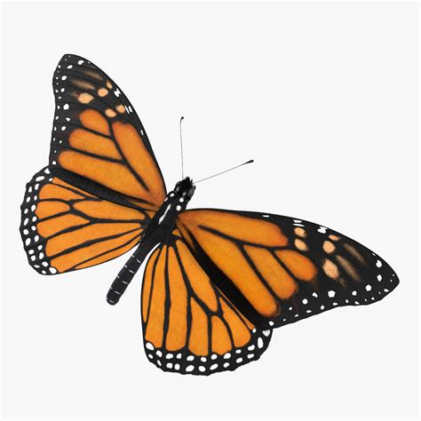 Butterfly pose is a pose that encompasses the entire hip area and opens inner thighs, back and hip flexors. max monarch butterfly poses flying