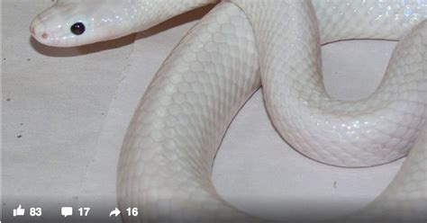 White Snake With Incredibly Rare Mutation Discovered In Australia