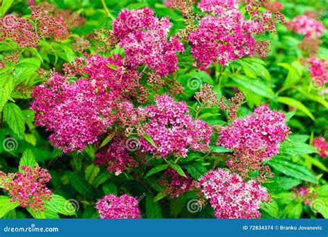 Pink Spiraea Flowers Stock Photo Image Of Color Foliage 72834374