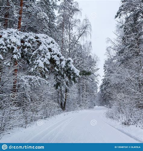 Beautiful Winter Forest With Snowy Trees And A White Snowy Road Pine