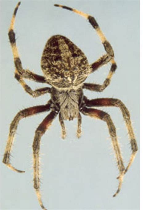17 New York Spiders That Will Make Your Skin Crawl