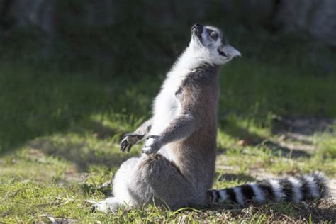 1400 Happy Lemur Stock Photos Pictures And Royalty Free Images Istock