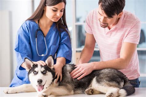 Dog Hemorrhoids Symptoms Causes And Treatment