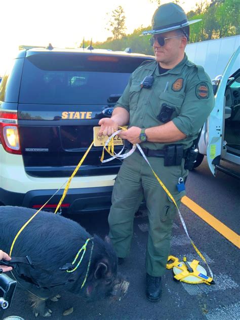 No Lasso No Problem Thp Trooper Saves A Pig Loose On I 40