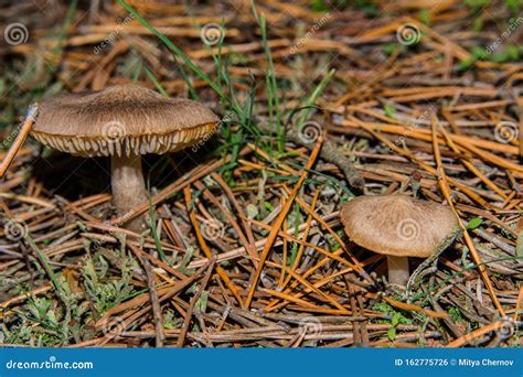 Two Tricholoma Triste Mushrooms Grow In A Pine Forest Mushrooms Close