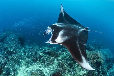 Portrait Of A Large Female Reef Manta Ray Mobula Alfredi Photos