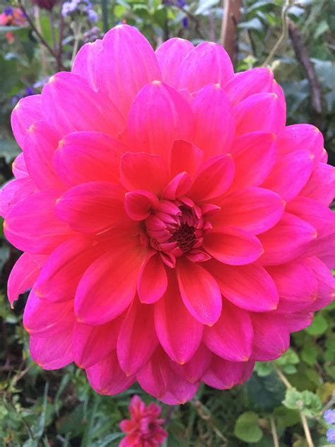Pin By Cindi Gerould On Awesome Plants Plants Dahlia Flowers