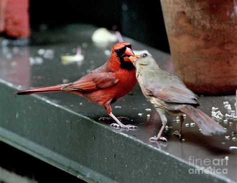 Cardinal Love 2 Photograph By Patricia Youngquist Fine Art America