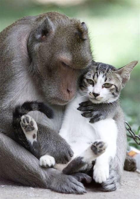 45 Adorable Animal Odd Couples Animals Friendship Animals Friends