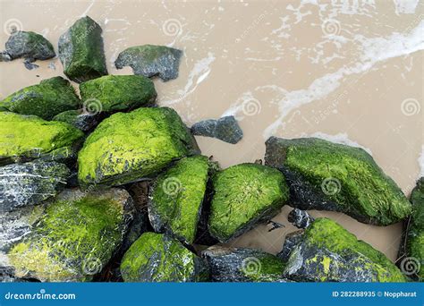 Green Algae On Rocks At The Beach Stock Image Image Of Purple Sand