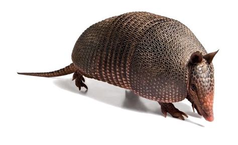 Armadillos Transmit Leprosy To Humans Study Confirms The New York