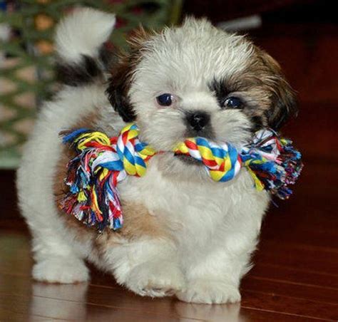 10 maneiras de identificar se seu shih tzu realmente ama você Shih