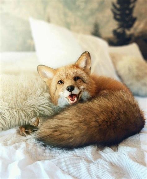 Pin By Rich Ball On Foxy Pet Fox Cute Animals Animal Pictures