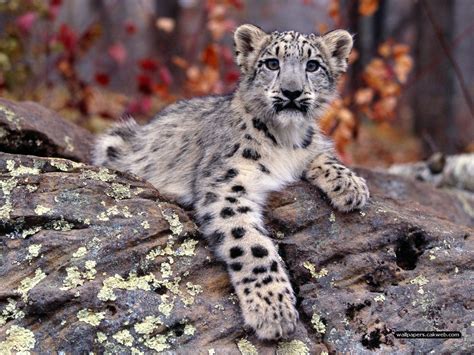 Baby Snow Leopard Animals Pinterest