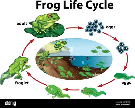 A Frog Life Cycle Stock Vector Image And Art Alamy