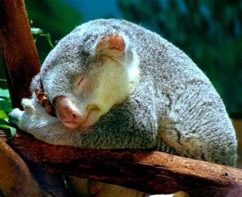30 Adorable Photos Of Koalas Sleeping On Trees Best Photography Art