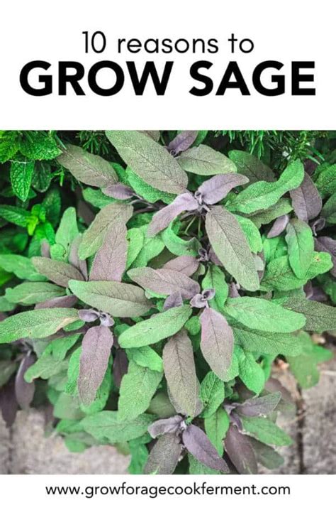 10 Reasons To Grow Sage For Your Garden Food And Health