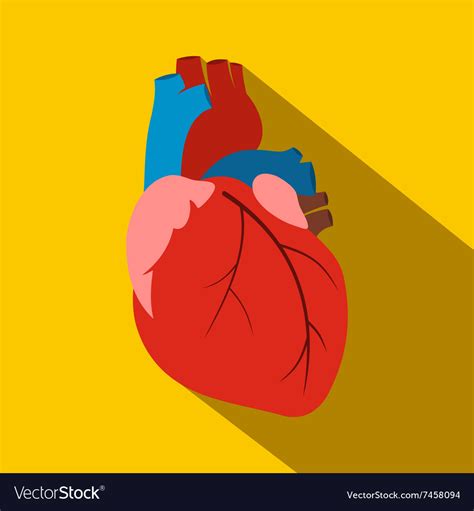 Human Heart Flat Icon Royalty Free Vector Image