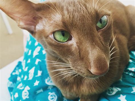 A Brown Cat With Green Eyes Laying On A Blue And White Blanket Looking