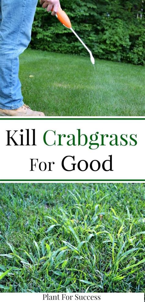 Crabgrass Removal And Crabgrass Control Is Important To Achieve A