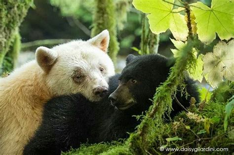 Gilardini Spirit Bear Love Spirit Bear Kermode Bear