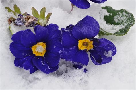 Blue Flowers In Snow Flickr Photo Sharing