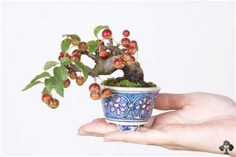 Bonsai Fruit Trees Innovation Essence