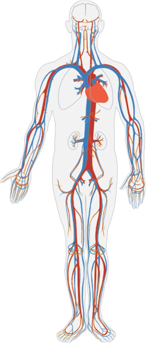 Circulatory System Without Labels