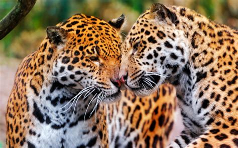 Download Love Animal Jaguar Hd Wallpaper