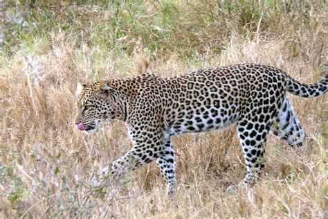 Leopard Panthera Pardus