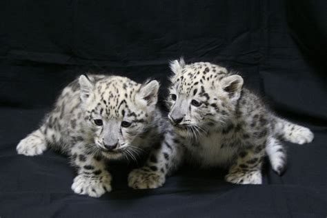 New Snow Leopard Cubs At Zoo Baby Animals Baby Animals Pictures