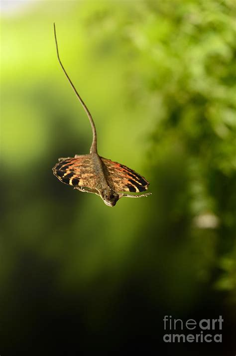 Do you know its secret? Flying Dragon In Flight Photograph by Scott Linstead