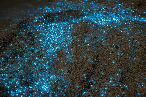 Light Production Via Bioluminescence Blogionik