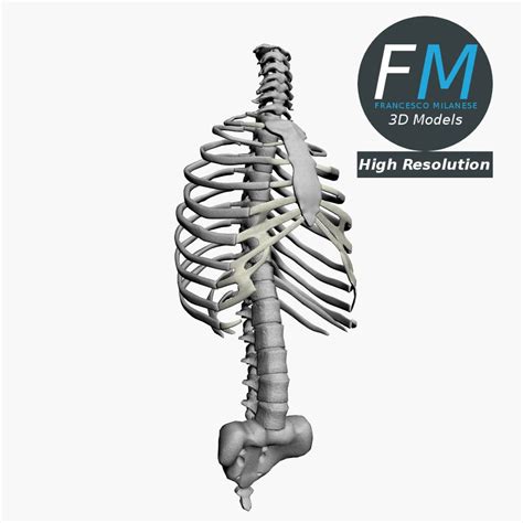 Check spelling or type a new query. Anatomy - Human Spine Torso and Rib Cage | Human spine ...
