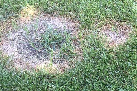 Necrotic Ring Spot Services Ecoturf Of Northern Colorado