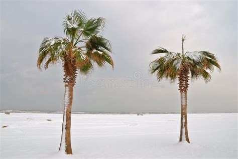 Palm Trees In Winter Stock Photo Image Of Reserve Cool 20067374
