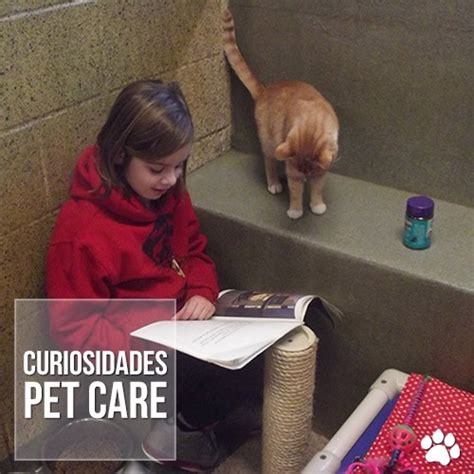 Crianças aprendem a ler enquanto fazem companhia para gatinhos