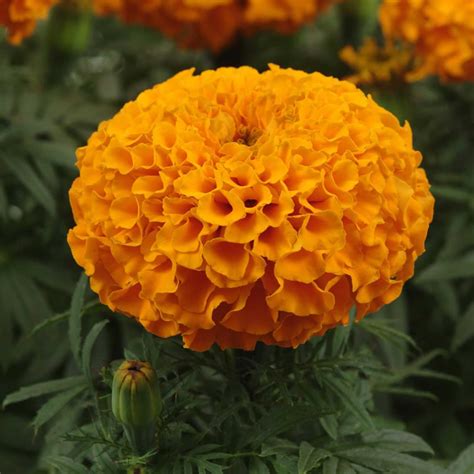 African Marigold Flower Garden Seeds Taishan Series F1 Orange 100