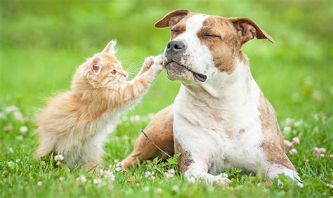 Top 10 Reasons Why Dogs Are Better Than Cats