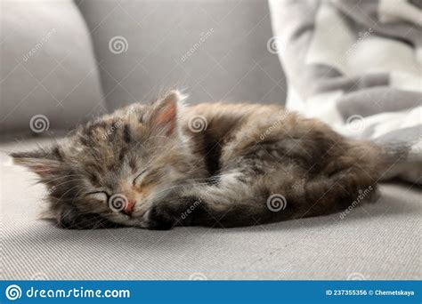 Cute Kitten Sleeping On Grey Sofa Baby Animal Stock Photo Image Of
