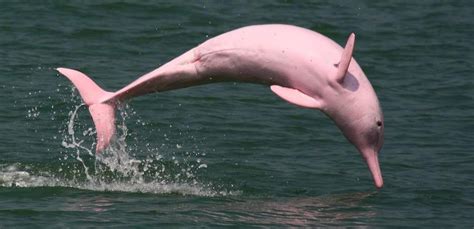 Super Rare Pink Dolphin Comes Out Of Hiding After 8 Years
