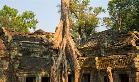 Ancient Temple Ruins Near Angkor Wat Siem Reap Cambodia Tree Growing