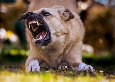 vrouw 28 doodgebeten door honden die ze uitliet