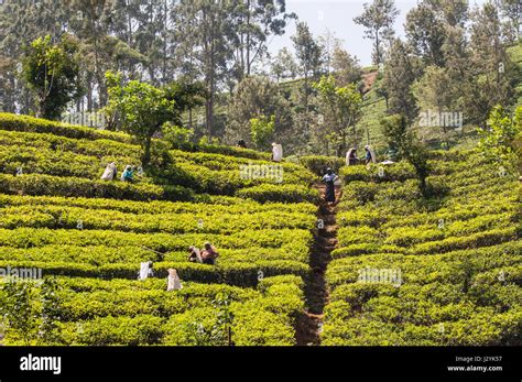 Tea Plantation Workers Harvesting In Sri Lanka Stock Photo Alamy