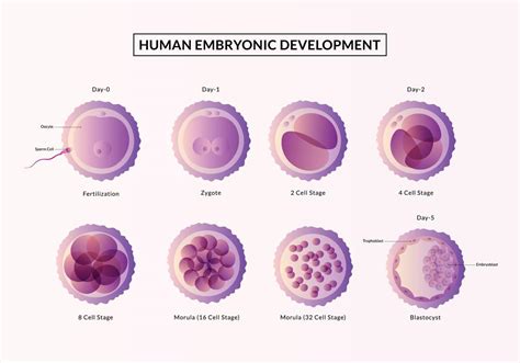La Primera Semana De Embarazo Etapas Del Desarrollo Embrionario Humano